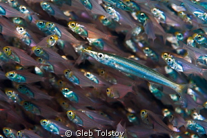 Juvenile barracuda in a school of glass fish by Gleb Tolstov 